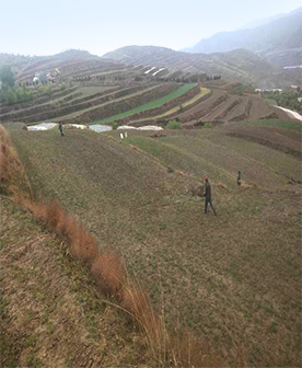 隴南柴胡標(biāo)準(zhǔn)化種植試驗田